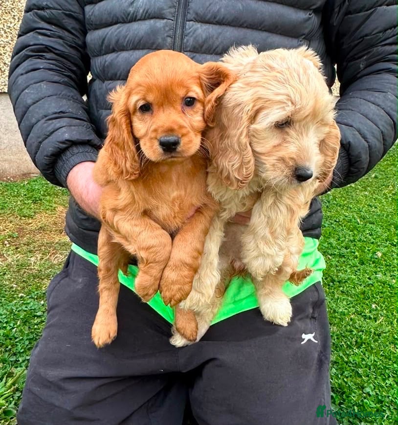 Cockapoo dogs Chunky Cockapoo Puppies - Advert 6