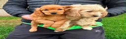 Cockapoo dogs for sale: Chunky Cockapoo Puppies - Advert 8