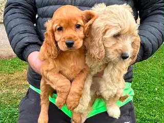 Cockapoo dogs Chunky Cockapoo Puppies - Advert 6
