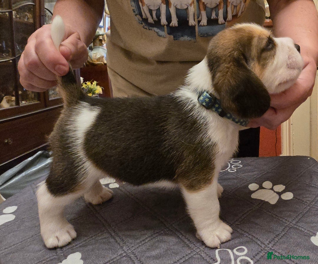 Beagle dogs for sale: Kennel Club Reg Beagle pups tri male, t/w bitch  - Advert 12