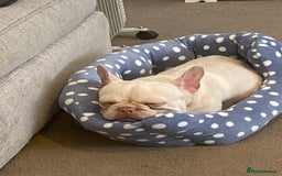 French Bulldog dogs for sale: Platinum French Bulldog - Image 4
