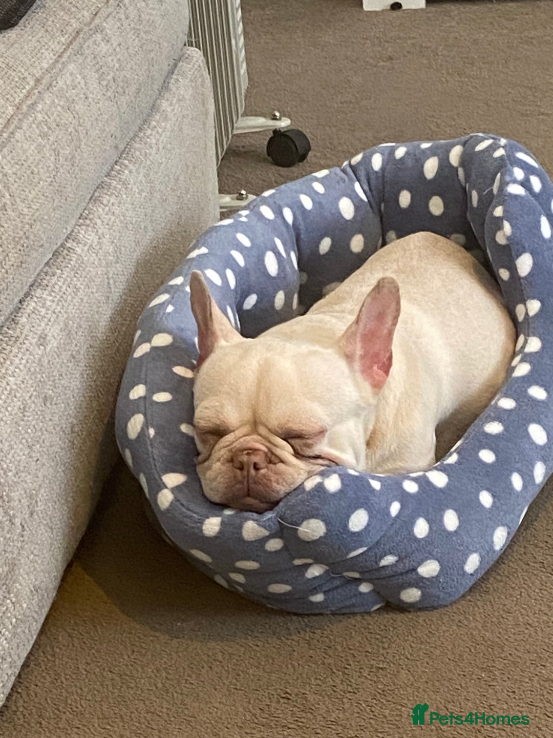 French Bulldog dogs for sale: Platinum French Bulldog - Image 4