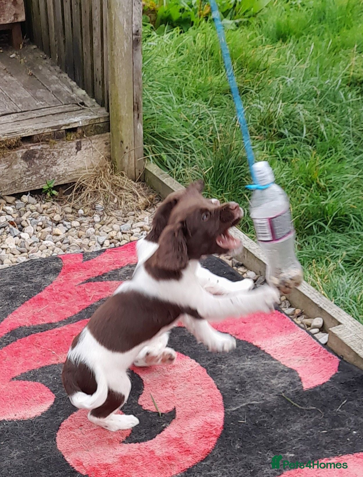 English Springer Spaniel dogs Gorgeous English Springer Spaniels Puppies - Advert 1
