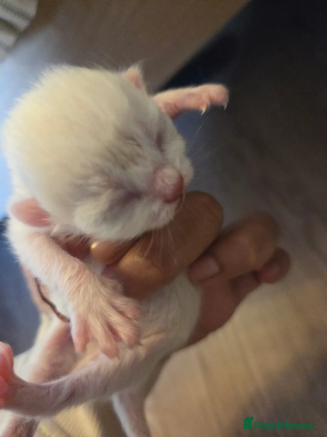 Mixed Breed cats for sale: Mixed breed kittens  - Advert 6