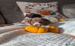 Miniature Dachshund dogs for sale: Miniature dachshund puppies  - Image 10