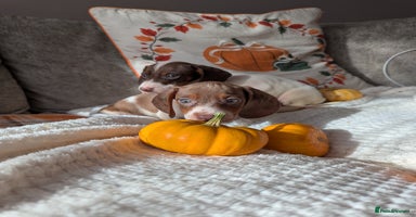 Miniature Dachshund dogs - Advert 4