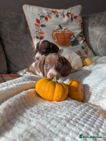 Miniature Dachshund dogs - Advert 3