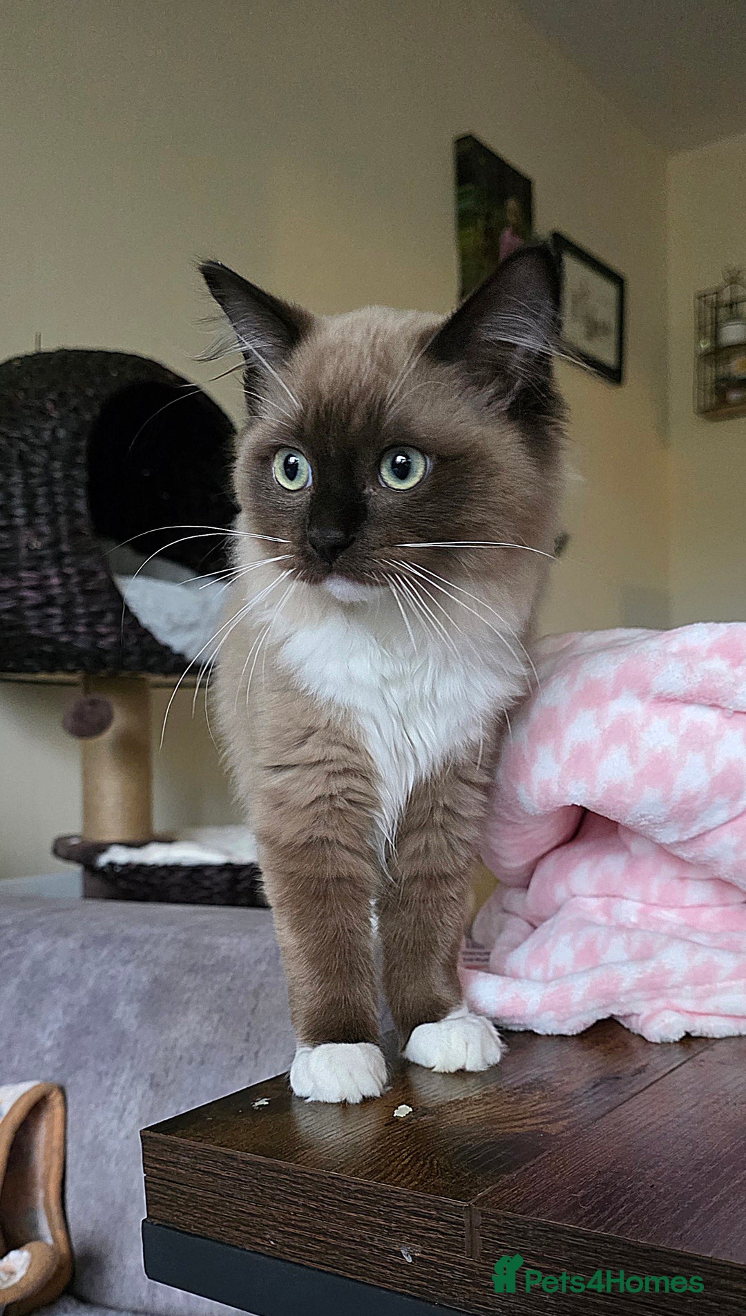 Ragdoll cats for sale: Seal Mitted Mink Ragdoll - Advert 1