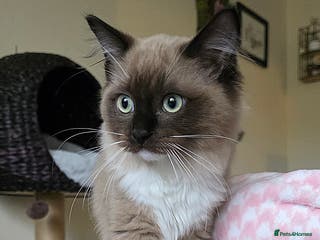 Ragdoll cats Seal Mitted Mink Ragdoll - Advert 1