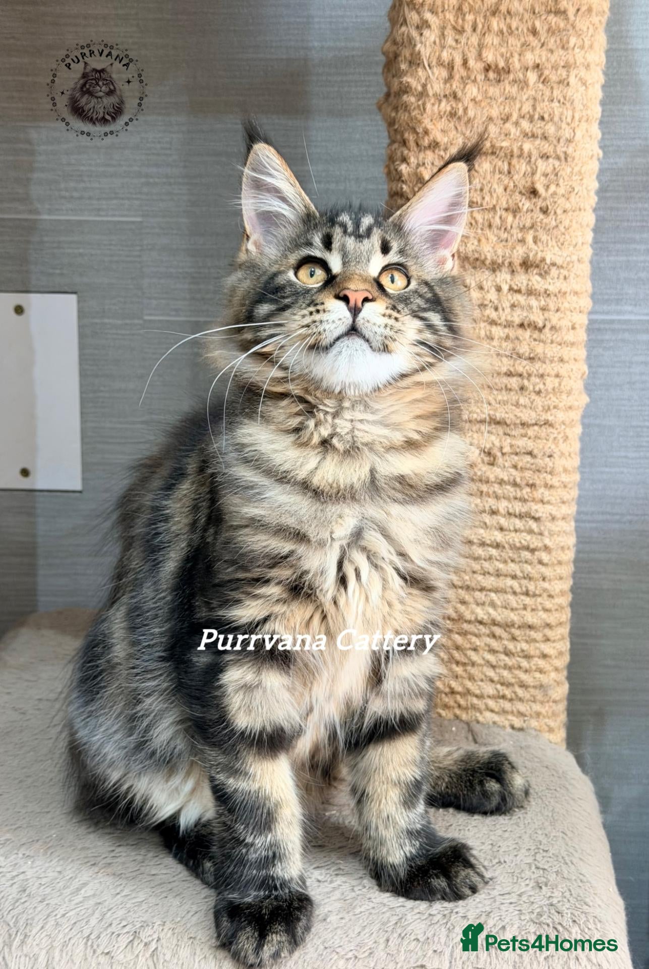 Maine Coon cats TICA registered Maine coon kittens READY NOW - Advert 2