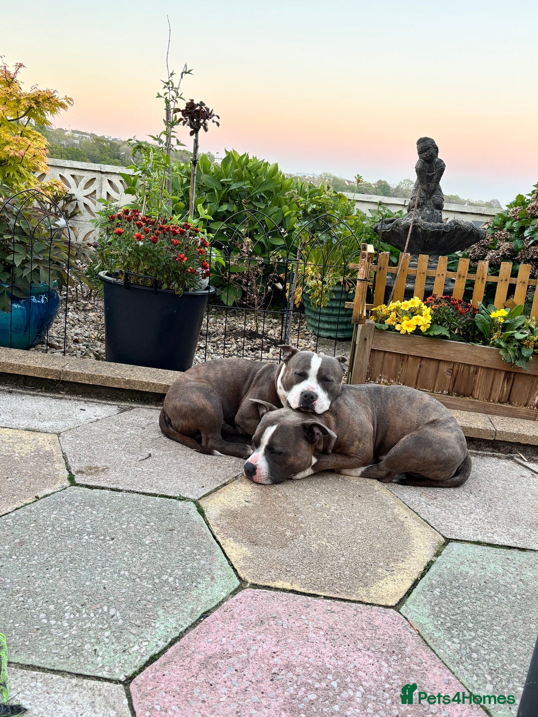 Mixed Breed dogs for sale: Staff x pocket bully  - Advert 1