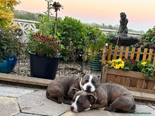 Mixed Breed dogs Staff x pocket bully - Advert 14