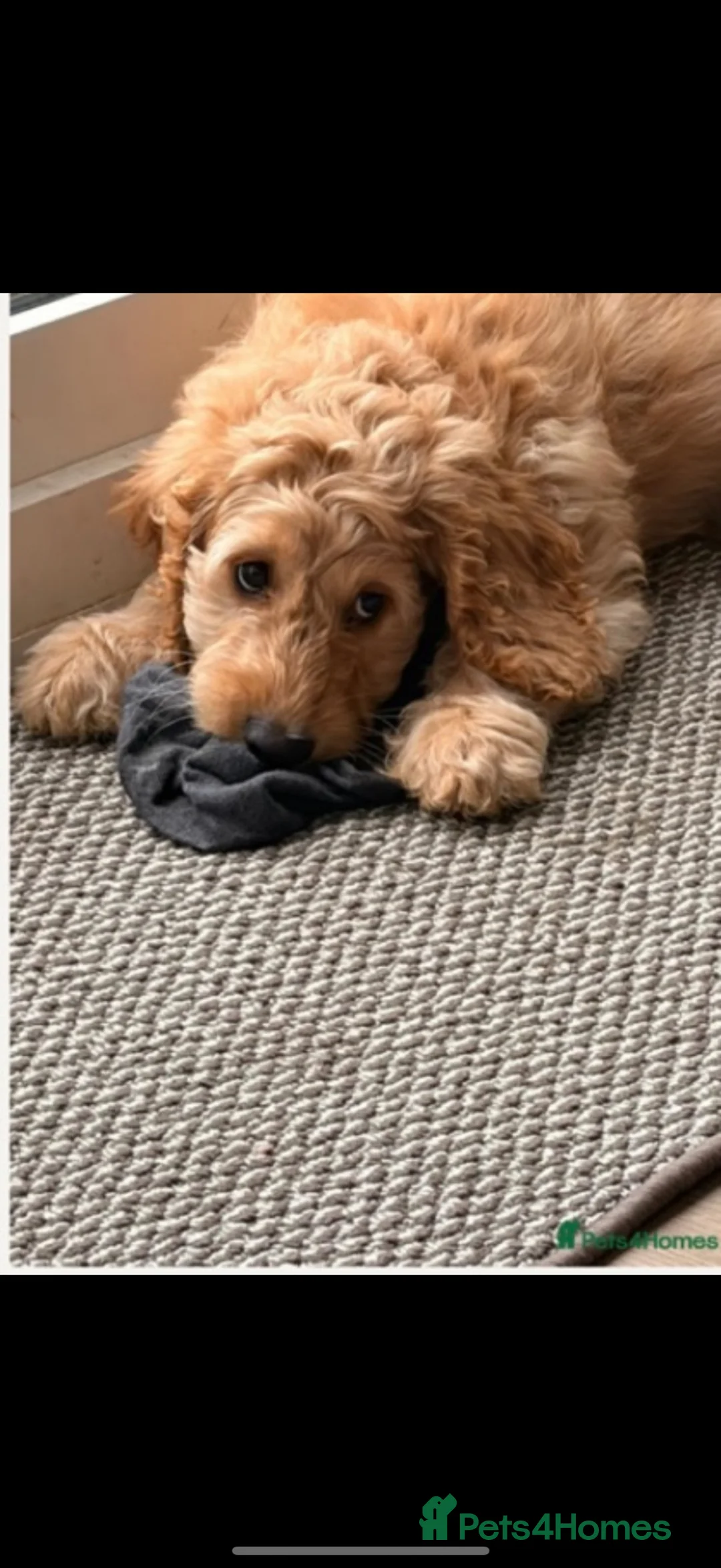 Cockapoo dogs for sale: Cockapoo Philip  - Advert 2