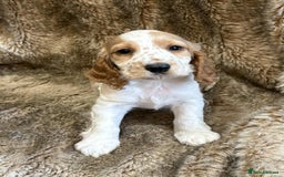 Cocker Spaniel dogs for sale: Beautiful Cocker Spaniel Litter - Image 5