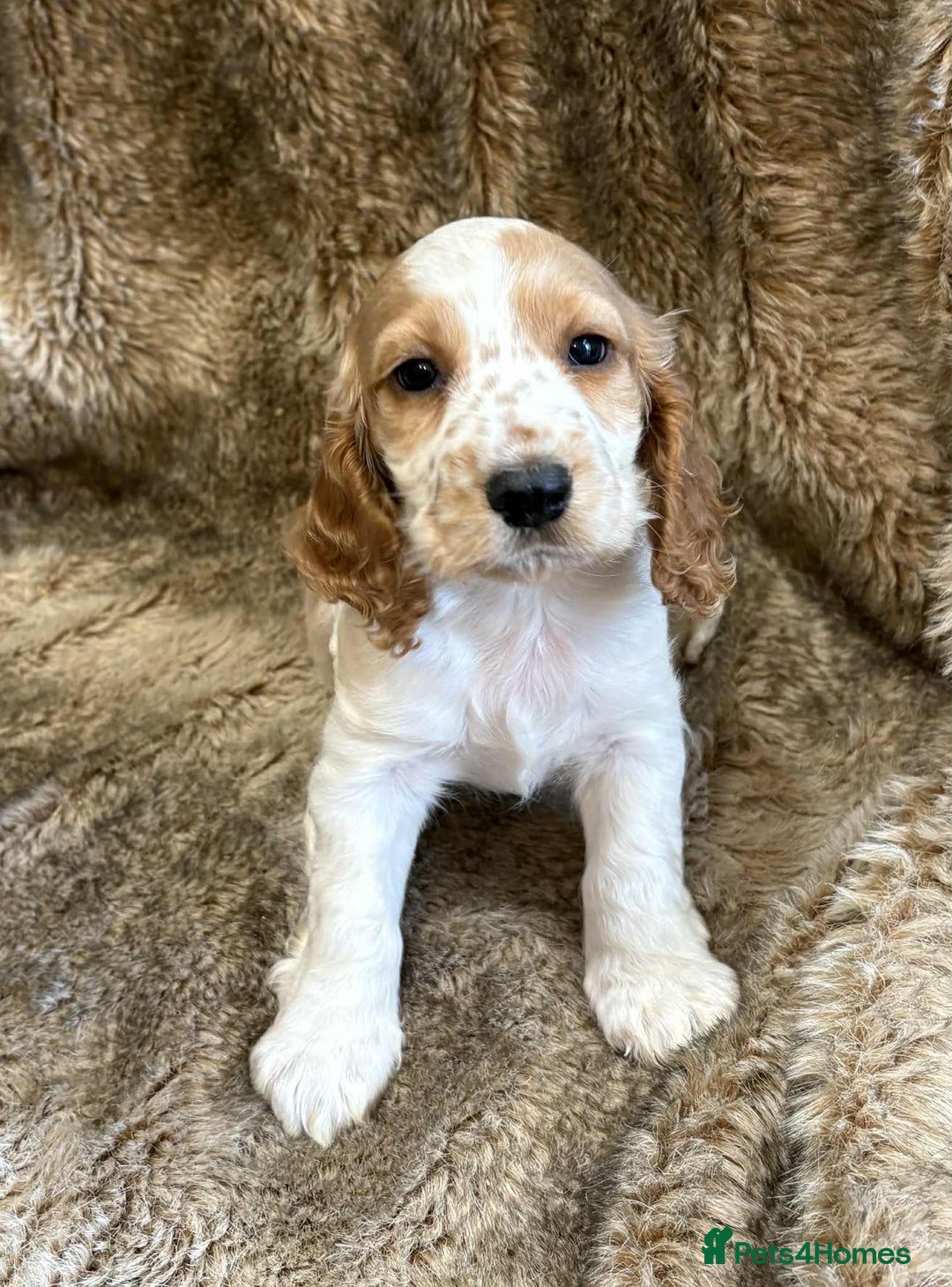 Cocker Spaniel dogs for sale: Beautiful Cocker Spaniel Litter - Image 5