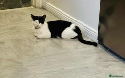 Mixed Breed cats for sale: Kataleja - Image 21