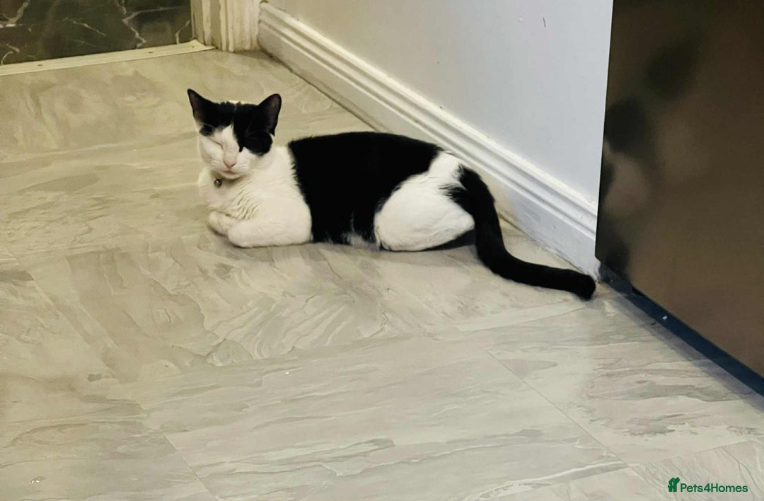 Mixed Breed cats for sale: Kataleja - Image 21