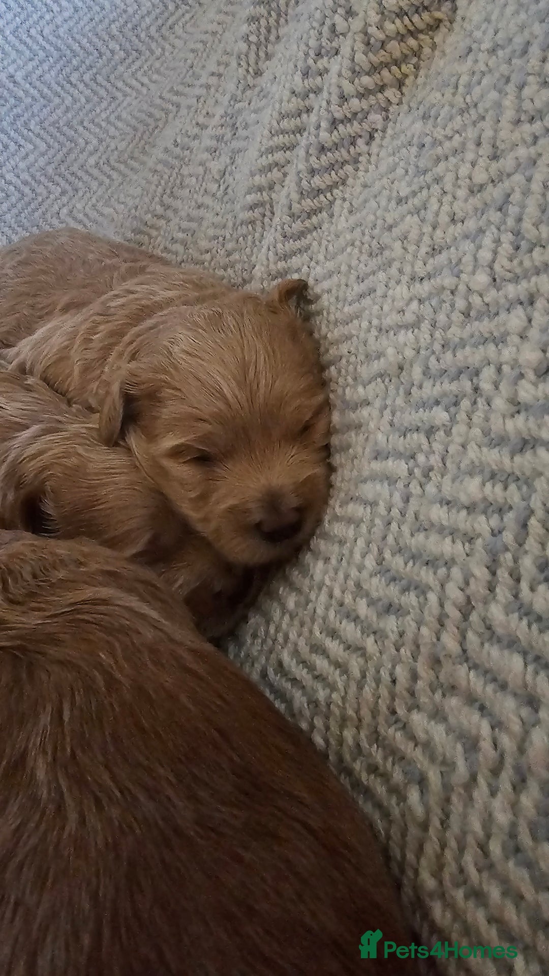 Maltipoo dogs for sale: Beautiful puppies  - Advert 8