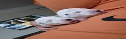 Dalmatian dogs for sale: 7 stunning Dalmatian pups in Reading - Advert 9