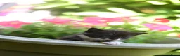 Mixed Breed cats for sale: Tuxedo Kitten looking 4 a home - Advert 17
