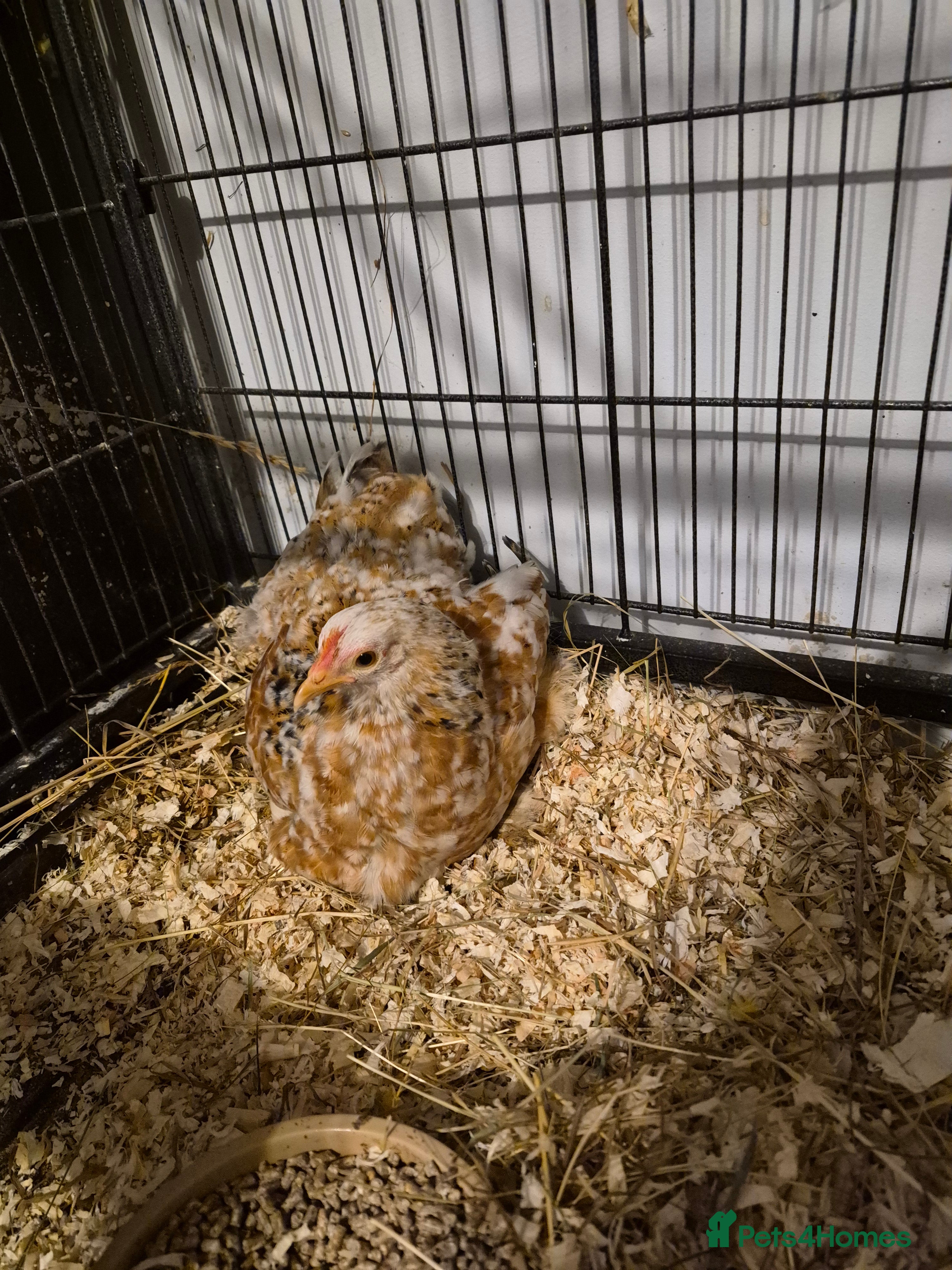 Chickens poultry Pekin Bantam Pullet - Advert 1