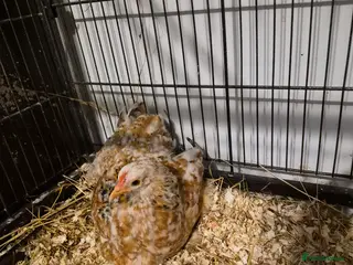 Chickens poultry Pekin Bantam Pullet - Advert 1