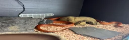 Corn Snake reptiles for sale: Hypo blood red corn snake female in Plymouth - Advert 4