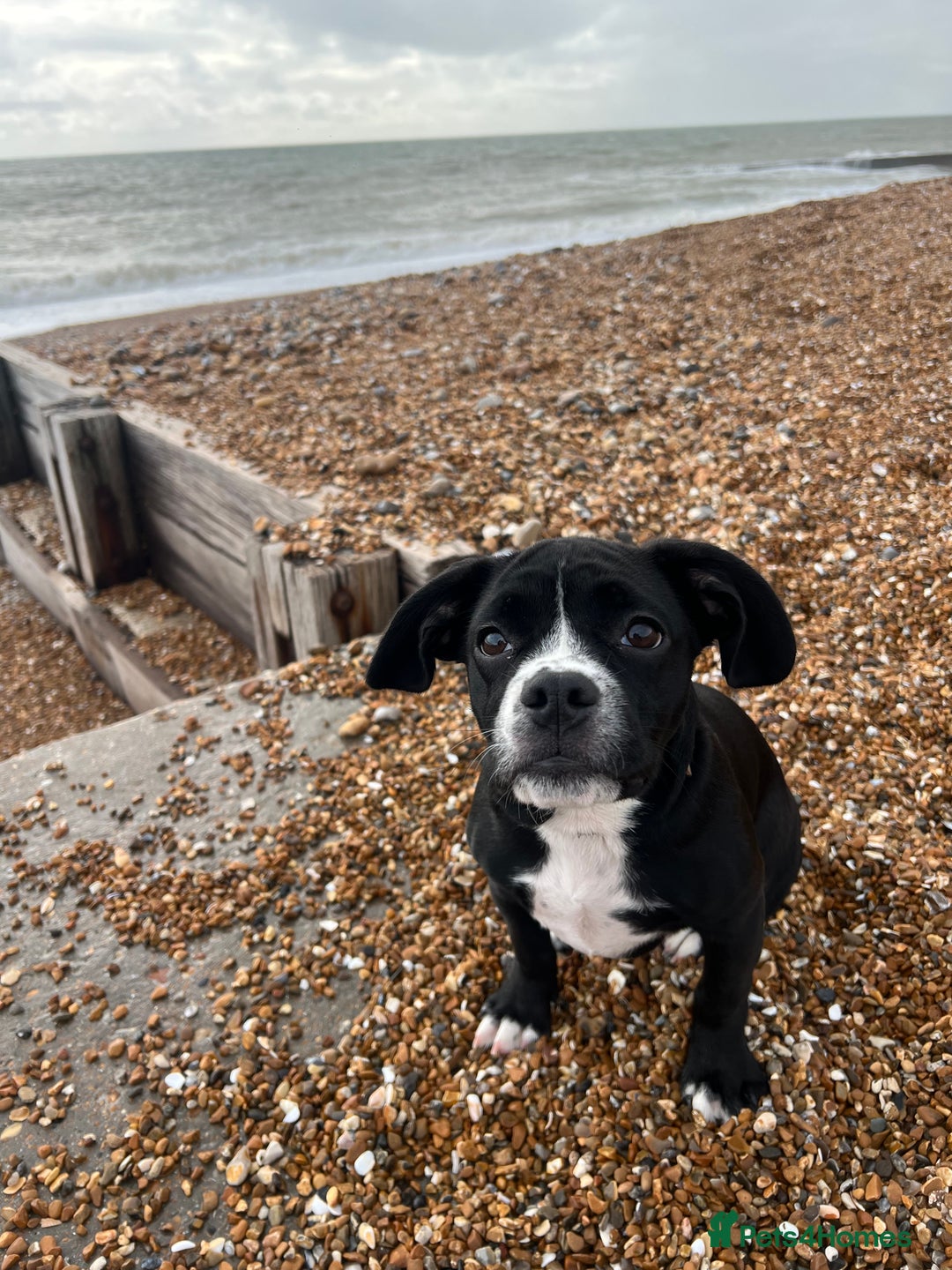 Mixed Breed dogs for sale: Female cocker bull  - Advert 2