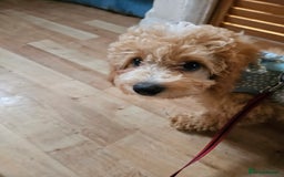 Cavapoo dogs for sale: Stunning Cavapoo Pup - Image 3