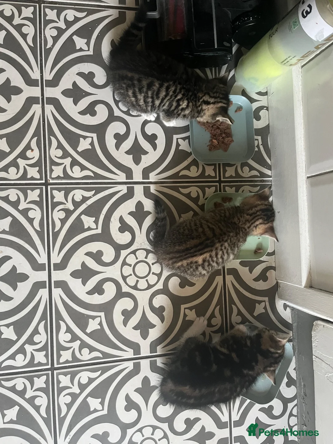 Mixed Breed cats for sale: Beautiful kittens  - Advert 6