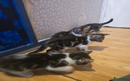 Bengal cats for sale: Very cute Mixed bengal kittens (4 males) - Image 2