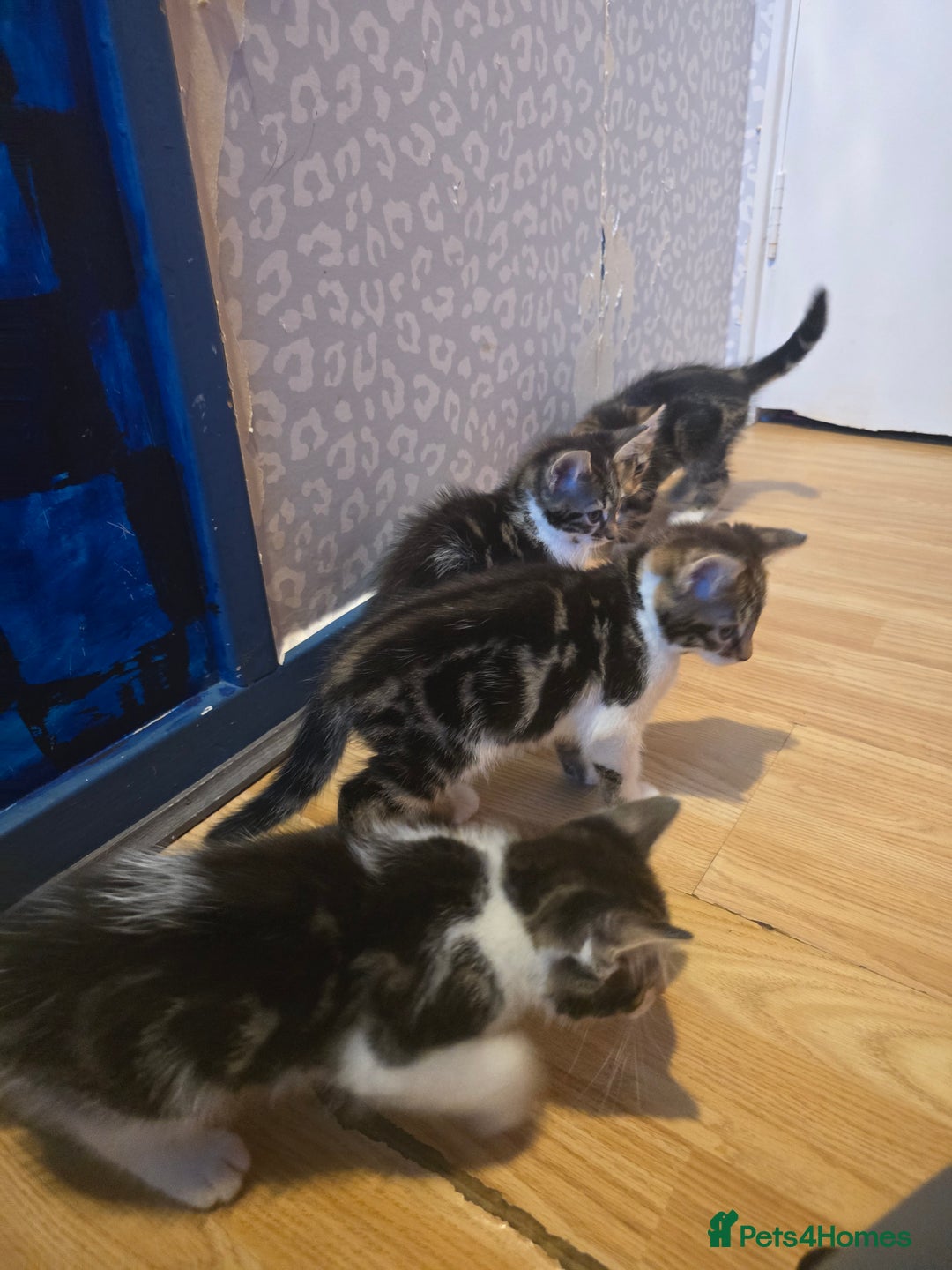 Bengal cats for sale: Very cute Mixed bengal kittens (4 males) - Image 2