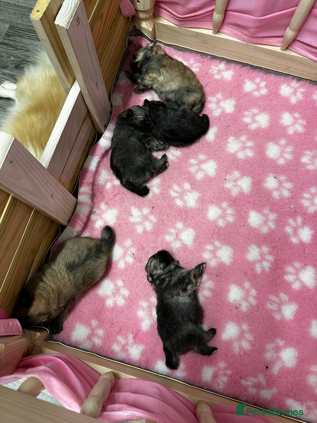 Pomeranian dogs for sale: GORGEOUS POMERANIAN PUPPIES 🐶🐶🐶🐶🐶 - Advert 15