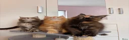 Maine Coon cats for sale: ✨5 Gorgouse GCCF Pure bred MaineCoon Kittens.  - Advert 15