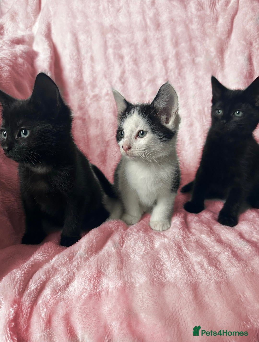 Mixed Breed cats for sale: 4 Adorable Kittens - Ready for New Home🩷🩵 - Image 2