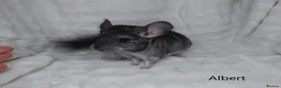 Chinchilla rodents for sale: Two Young Male Pedigree Chinchillas. - Advert 12