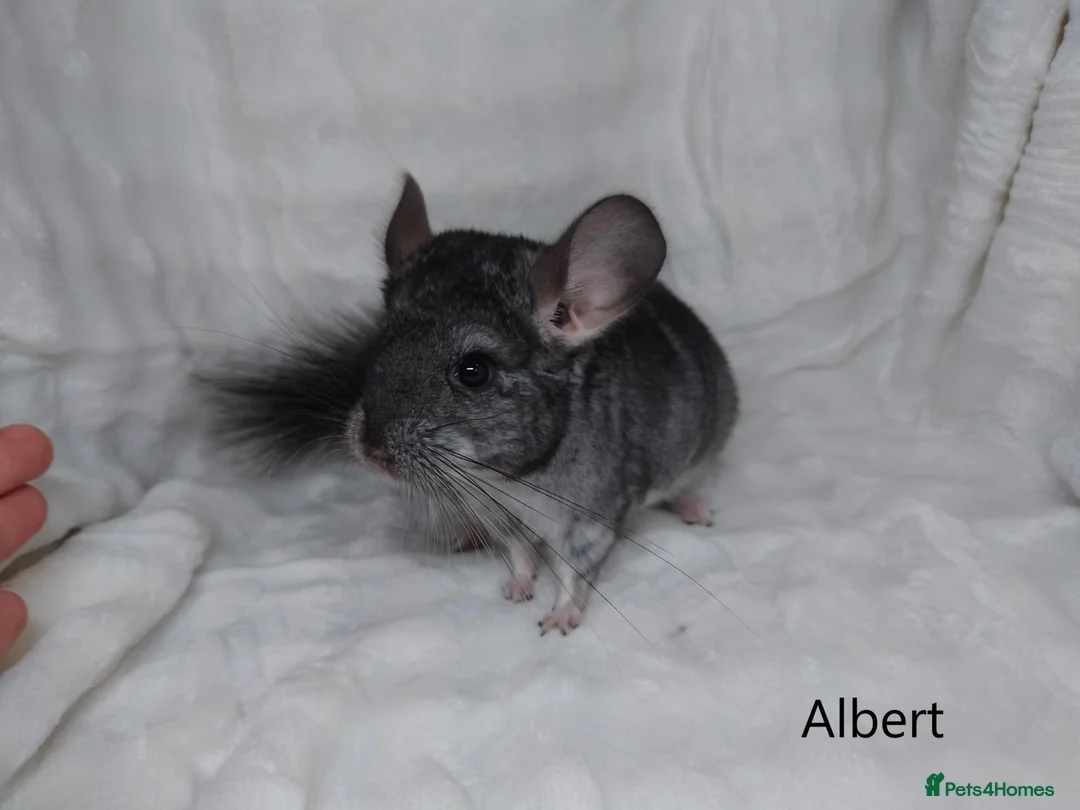 Chinchilla rodents for sale: Two Young Male Pedigree Chinchillas. - Advert 12