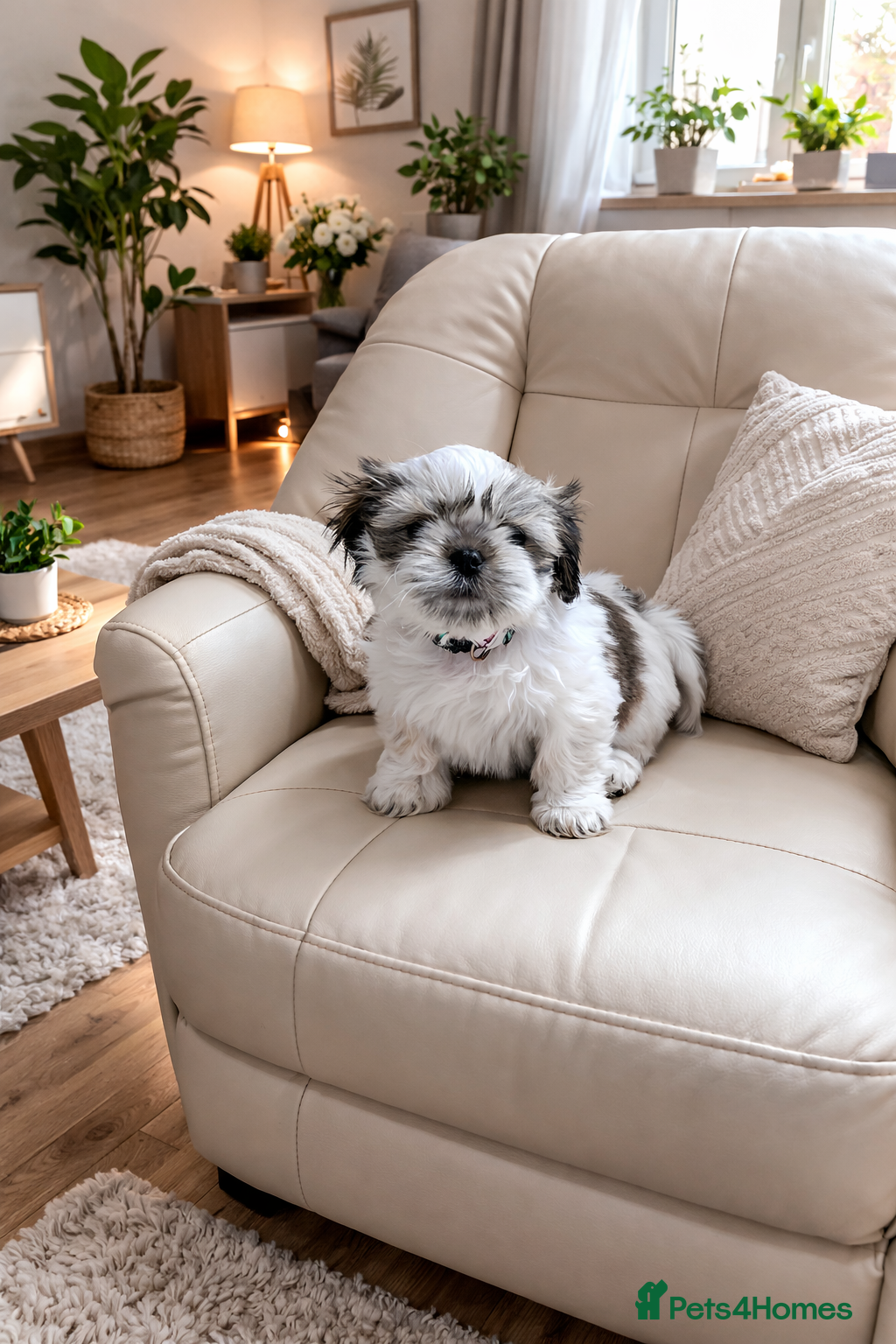 Shih Tzu dogs ❤️Last lovely girl pure bred shih tzu.😍😘 - Advert 1