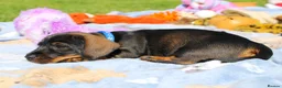 Miniature Dachshund dogs for sale: Wire Haired Dachshund Puppies KC Registered  - Advert 6