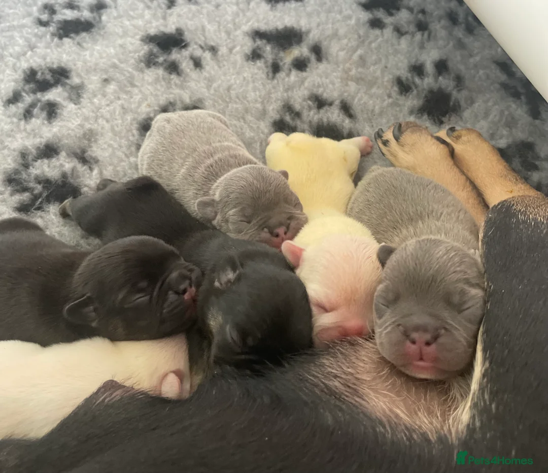 French Bulldog dogs for stud: 🔥Silver Health Tested 🔥 L4 FLUFFY Carrier in Glasgow - Advert 5