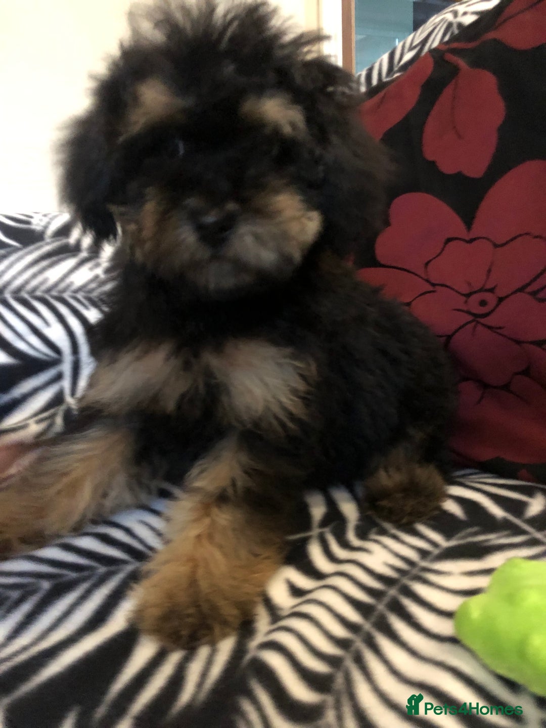 Mixed Breed dogs for sale: shihpoo x maltese puppies for sale - Advert 18