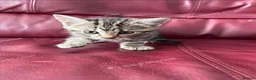 Mixed Breed cats for sale: Two male tabby’s ready for new homes  - Advert 3