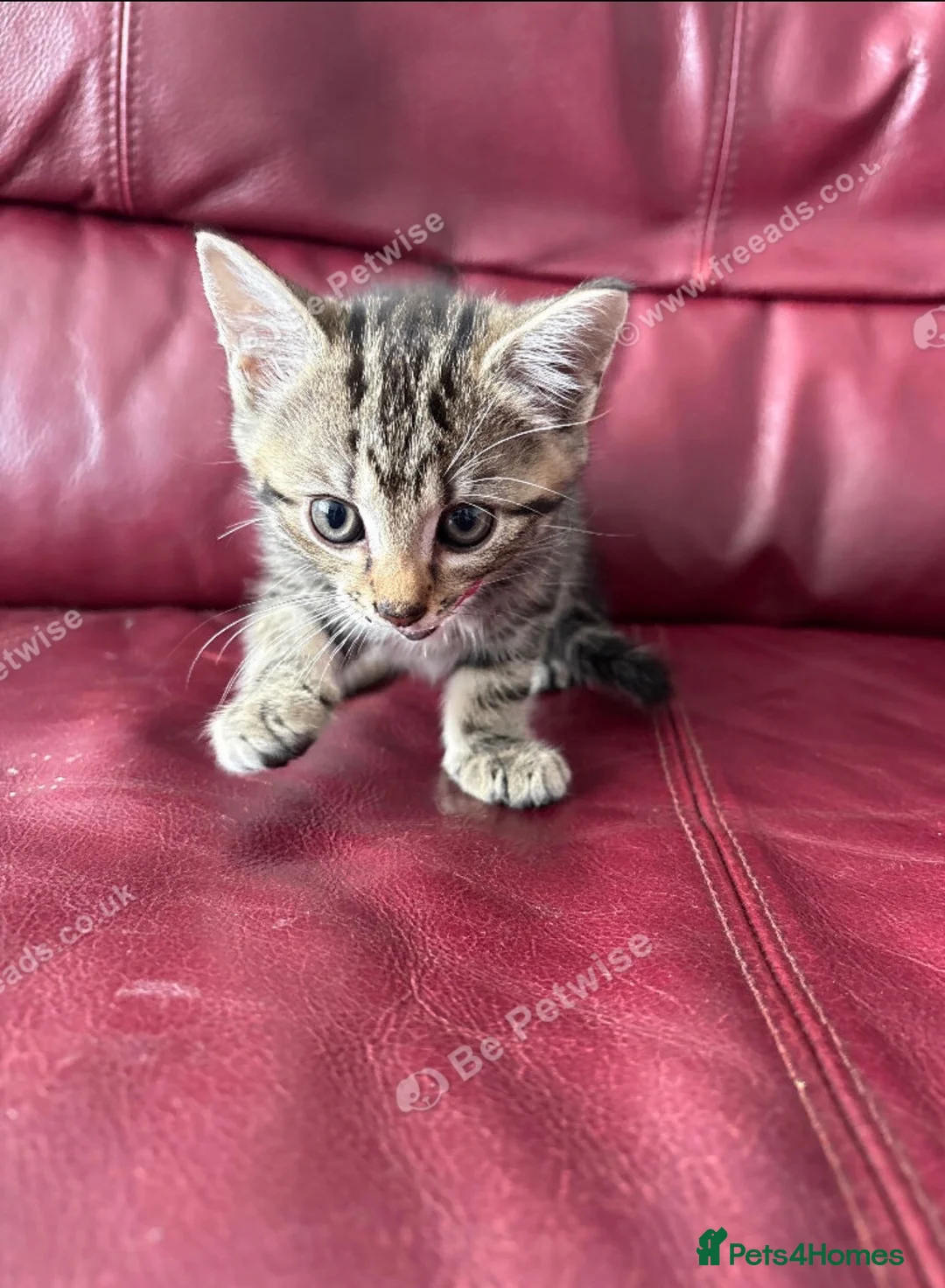 Mixed Breed cats for sale: Two male tabby’s ready for new homes  - Advert 3