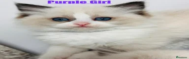Ragdoll Kitten 3