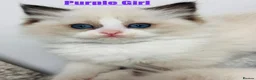 Ragdoll cats for sale: Purebred Ragdoll Kittens  - Advert 16