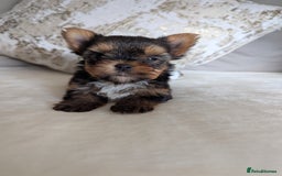 Yorkshire Terrier dogs for sale: Wonderful Yorkshire terrier puppies  - Image 5