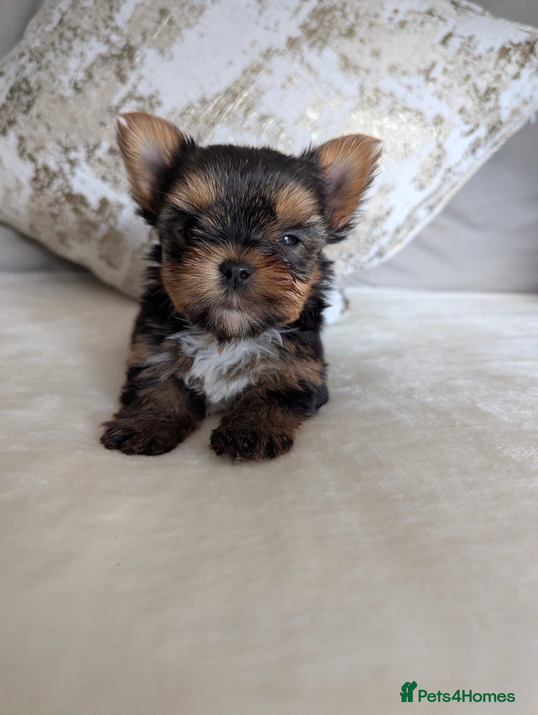 Yorkshire Terrier dogs for sale: Wonderful Yorkshire terrier puppies  - Image 5