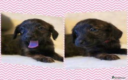 Mixed Breed dogs for sale: Italianpoos - Advert 1