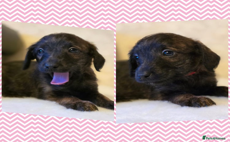 Mixed Breed dogs Italianpoos - Advert 4