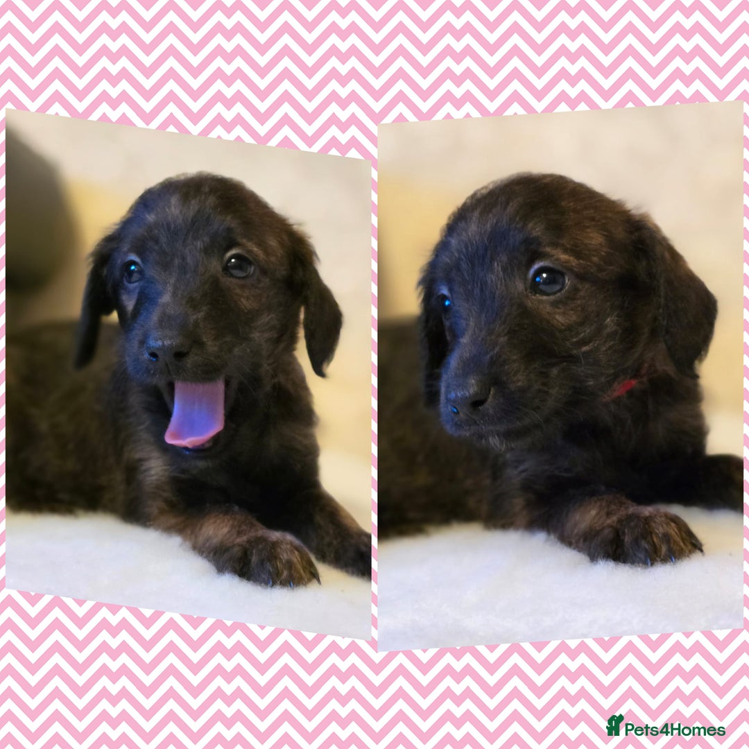 Mixed Breed dogs for sale: Italianpoos - Advert 1